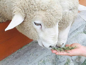 강원도 봉평메밀꽃축제·양떼목장 당일여행 상품(서울 출발)'…2만1900원